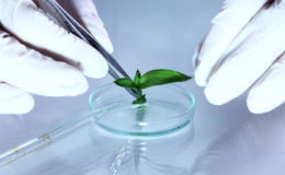 Science experiment with plant